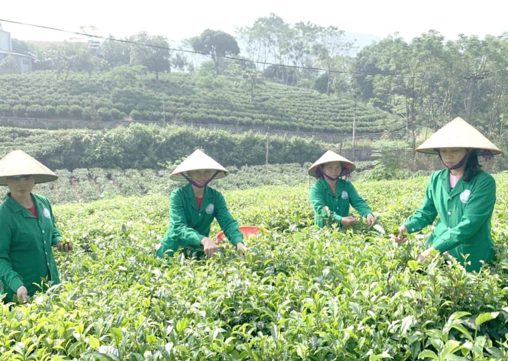 HTX Tâm Trà Thái là nơi cung cấp trà thái nguyên vô cùng chất lượng